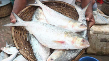 মা ইলিশ রক্ষায় ৪ অক্টোবর থেকে ২২ দিন ইলিশ ধরা বন্ধ মা ইলিশ রক্ষায় ৪ অক্টোবর থেকে ২২ দিন ইলিশ ধরা বন্ধ