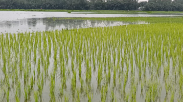 কু‌ড়িগ্রা‌মে নদ-নদীর পা‌নিতে তলিয়েছে নিচু এলাকার ফসলের ক্ষেত