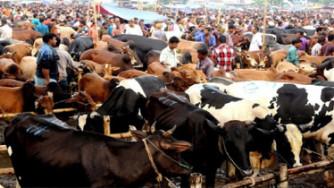রাজধানীতে বসছে ২৭ কোরবানির পশুর হাট
