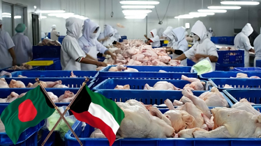 বাংলাদেশি পোল্ট্রি ও ডিমে নিষেধাজ্ঞা তুলল কুয়েত