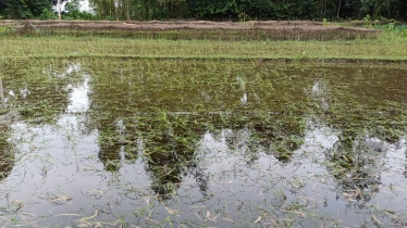 বন্যায় কুড়িগ্রামে প্রায় ৫ কোটি টাকার ফসল নষ্ট বন্যায় কুড়িগ্রামে প্রায় ৫ কোটি টাকার ফসল নষ্ট