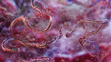 ইথিওপিয়ায় ইবোলা-সদৃশ নতুন ভাইরাসের সন্ধান, ডব্লিউএইচও-র সতর্কতা