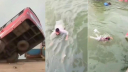 ফেরিতে ওঠার সময় নিয়ন্ত্রণ হারিয়ে বাস পদ্মায়, নিখোঁজ ৪৫