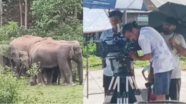 বুবলী-সজলের শুটিংয়ে বন্য হাতির হানা