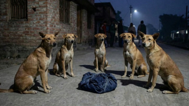 ভারতে বেওয়ারিশ কুকুরের পাহারায় নবজাতকের জীবনরক্ষা