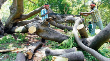 বনের নিষিদ্ধ গাছ কাটলে ১ লাখ টাকা জরিমানা, অধ্যাদেশ জারি