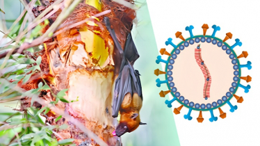 ৩৫ জেলায় নিপাহ ভাইরাস: দুই বছরে ৯ মৃত্যু, সতর্কবার্তা আইইডিসিআরের