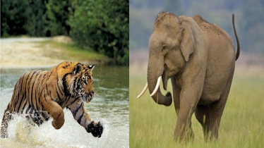 বাঘ-হাতি শিকারে জেল জরিমানাসহ নতুন অধ্যাদেশ জারি