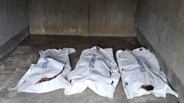 গাইবান্ধায় গরু চুরির অভিযোগে গণপিটুনিতে ৩ জনের মৃত্যু