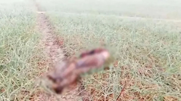 জাজিরায় ককটেল বিস্ফোরণে যুবক নিহত