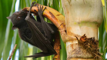 খেজুরের রসে নিপাহ নয়, নতুন প্রাণঘাতী ভাইরাস ‘পিআরভি’