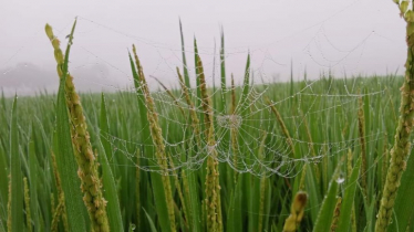 শরতের কুয়াশাচ্ছন্ন ভোর জানান দিচ্ছে শীতের আগমনী বার্তা