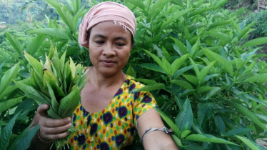 পাহাড়ে মসলার সুবাসে সম্ভাবনার চাষ