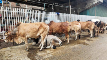 রাজধানীতে অবৈধ পশুর হাট, বাড়ছে নিরাপত্তা শঙ্কা রাজধানীতে অবৈধ পশুর হাট, বাড়ছে নিরাপত্তা শঙ্কা