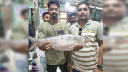 এক ইলিশের দাম ১৩ হাজার টাকা