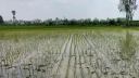 নাটোরে রোপা আমন চাষে ব্যস্ত কৃষক