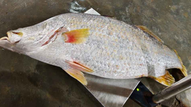 এক কোরালের দাম ২৪ হাজার টাকা