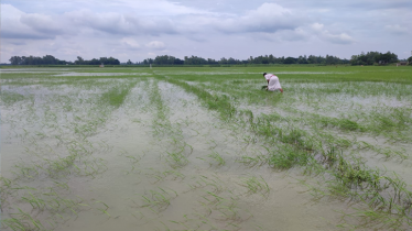 পাবনার গাজনার বিলে তলিয়ে গেছে ২০০ বিঘা জমির আমন ধান, দিশেহারা কৃষক