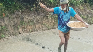 কুমিল্লায় আমনের মাঠ মাতাচ্ছে ব্রি ধান-১০৩