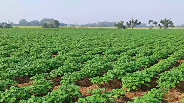 খুলনা অঞ্চলে আলু চাষে ব্যস্ত কৃষকরা