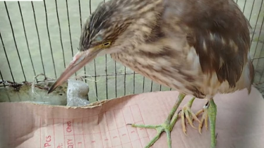 কুড়িগ্রামে এক বকের ৪ পা