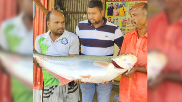 পদ্মায় ধরা পড়লো সাড়ে ১৪ কেজি ঢাই মাছ, বিক্রি ৬০ হাজারে পদ্মায় ধরা পড়লো সাড়ে ১৪ কেজি ঢাই মাছ, বিক্রি ৬০ হাজারে