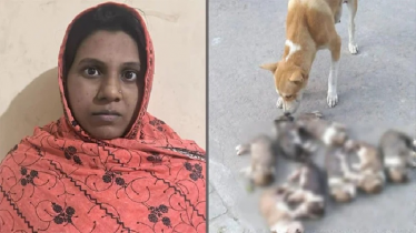 ৮ কুকুরছানা হত্যা মামলায় জামিন পেলেন নিশি ৮ কুকুরছানা হত্যা মামলায় জামিন পেলেন নিশি