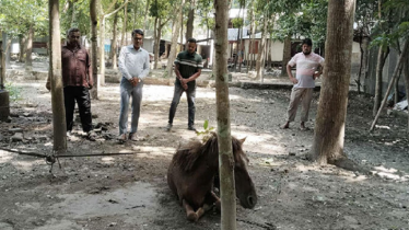 ফরিদপুরে জলাতঙ্কে মারা গেল মানুষ কামড়ানো পাগলা ঘোড়া