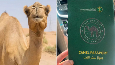 ‘উট পাসপোর্ট প্রকল্প’ চালু করল সৌদি আরব ‘উট পাসপোর্ট প্রকল্প’ চালু করল সৌদি আরব