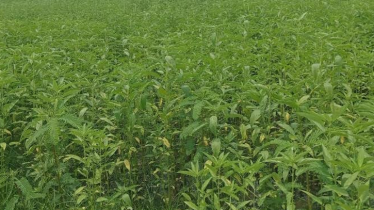 মুন্সীগঞ্জে পাট চাষে বাড়ছে আগ্রহ, আবাদ ছাড়াল ৩ হাজার ৩৬৪ হেক্টর