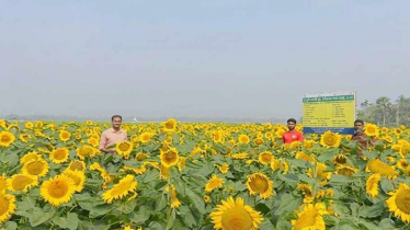 ভোজ্যতেলের বিকল্পে নড়াইলে বাড়ছে সূর্যমুখী চাষ ভোজ্যতেলের বিকল্পে নড়াইলে বাড়ছে সূর্যমুখী চাষ