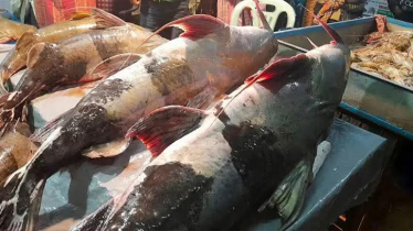 মৌলভীবাজারের শেরপুরে শত বছরের পুরনো মাছের মেলা 