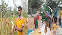 তিস্তাচরে ভুট্টার ফলন ভালো হলেও ন্যায্যমূল্য নিয়ে চিন্তিত কৃষকরা