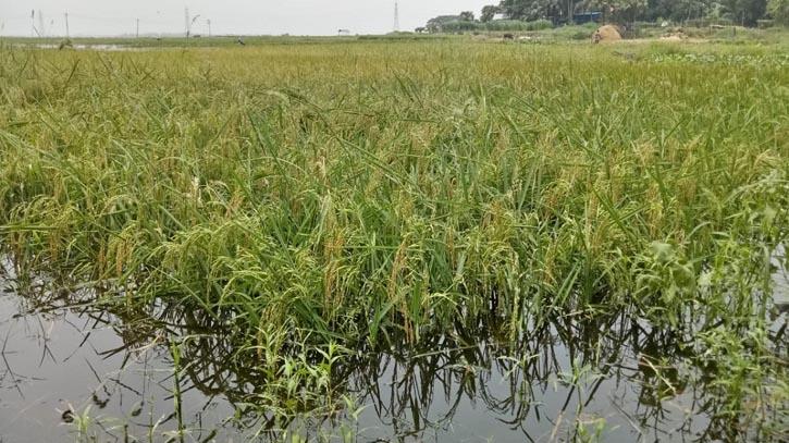 জোয়ারের পানিতে ডুবে থাকা জমিতেও ফলবে ধান জোয়ারের পানিতে ডুবে থাকা জমিতেও ফলবে ধান