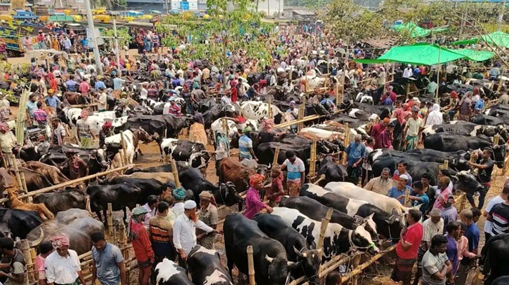 যশোরে ১০ কোটি টাকার পশুর হাট দুই কোটিতে ইজারা যশোরে ১০ কোটি টাকার পশুর হাট দুই কোটিতে ইজারা
