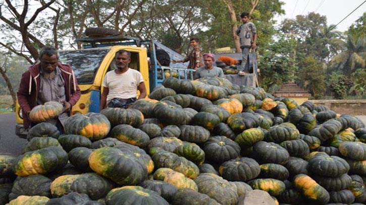 মিষ্টি কুমড়া চাষে কৃষকের মাথায় হাত মিষ্টি কুমড়া চাষে কৃষকের মাথায় হাত