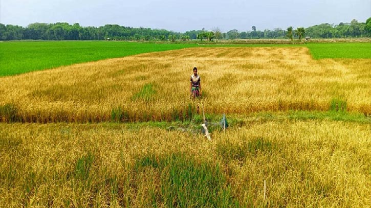 ঘাস মারার বিষ ছিটিয়ে তিন বিঘা জমির ধানের সর্বনাশ ঘাস মারার বিষ ছিটিয়ে তিন বিঘা জমির ধানের সর্বনাশ