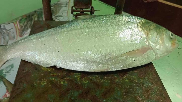 এক ইলিশের দাম ৯ হাজার টাকা!