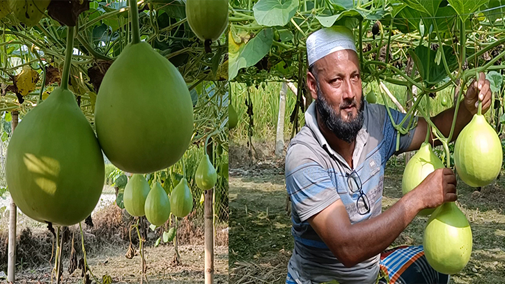 কুড়িগ্রামে পতিত জমিতে লাউ চাষে হাসি ফুটেছে কৃষকের মুখে 