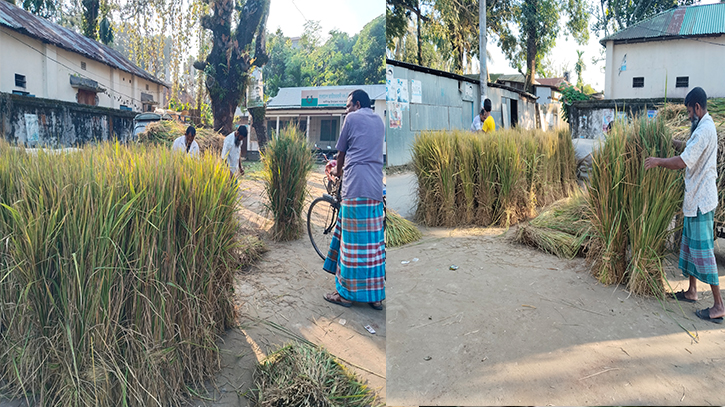 খড়ের দামে কৃষক খুশি, বিপাকে গবাদিপশুর খামারি