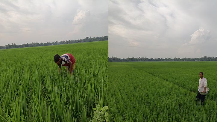 বোরো-আমনে নতুন স্বপ্ন দেখছে লালমনিরহাটের কৃষক
