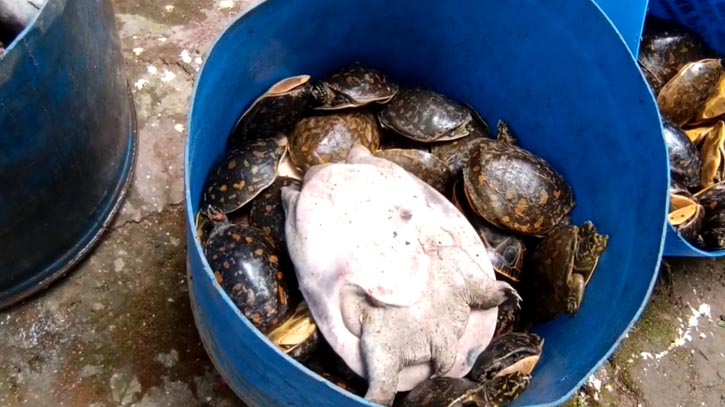 নোয়াখালীতে ৪২৫টি কচ্ছপ উদ্ধার নোয়াখালীতে ৪২৫টি কচ্ছপ উদ্ধার