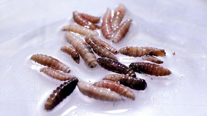 যুক্তরাষ্ট্রে মানুষের শরীরের মাংসখেকো ‘স্ক্রুওয়ার্ম’ শনাক্ত