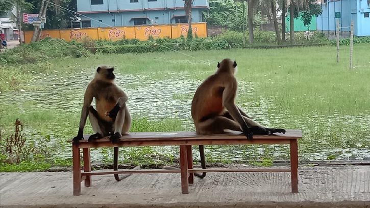 ফরিদপুরের লোকালয়ে খাবারের খোঁজে দুটি হনুমান ফরিদপুরের লোকালয়ে খাবারের খোঁজে দুটি হনুমান