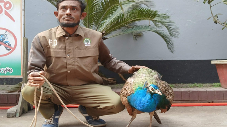 কুড়িগ্রামে আহত অবস্থায় বিরল প্রজাতির ময়ূর উদ্ধার