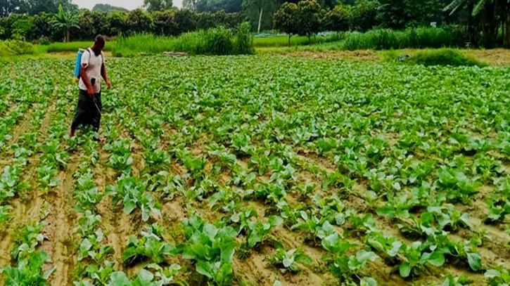 উত্তর অঞ্চলে আগাম শীতকালীন সবজি চাষ করছেন কৃষকরা