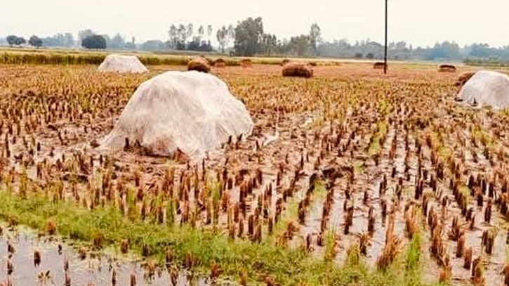নওগাঁয় টানা বৃষ্টিতে পাকা ধান পচে নষ্ট, বিপাকে কৃষকেরা নওগাঁয় টানা বৃষ্টিতে পাকা ধান পচে নষ্ট, বিপাকে কৃষকেরা