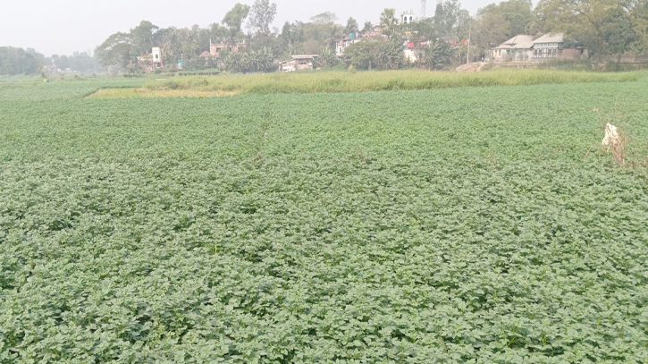 মুন্সীগঞ্জে আলুর বাম্পার ফলনের আশায় কৃষকরা