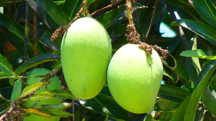 কাঁচা আমে গরমে স্বস্তি, আছে নানা স্বাস্থ্য উপকারিতা