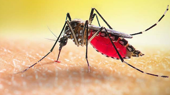 ডেঙ্গুতে আরও ৫ জনের মৃত্যু, নতুন ভর্তি ১১৩৯